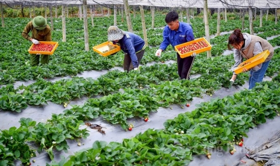 Sơn La: Khuyến khích trồng dâu tây Mộc Châu theo tiêu chuẩn VietGAP để nâng cao giá trị sản phẩm