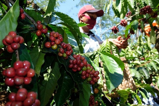 Giá cà phê hôm nay, 18/1/2024: Giá cà phê trong nước gần 73.000 đồng/kg