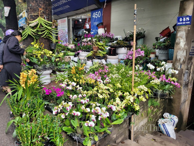 Giá bán gấp đôi ngày thường, hoa lan xuống phố dịp cận Tết đắt như ‘tôm tươi’