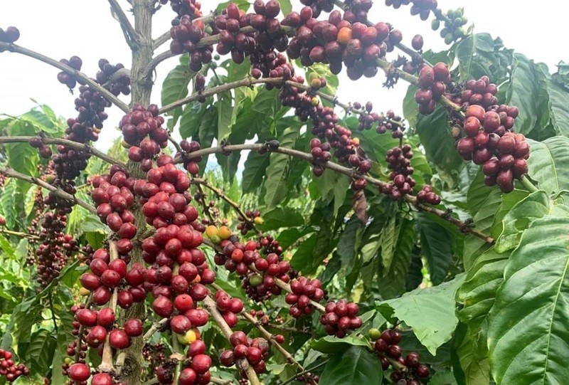 Lo ngại căng thẳng trên Biển Đỏ, giá cà phê xuất khẩu biến động mạnh