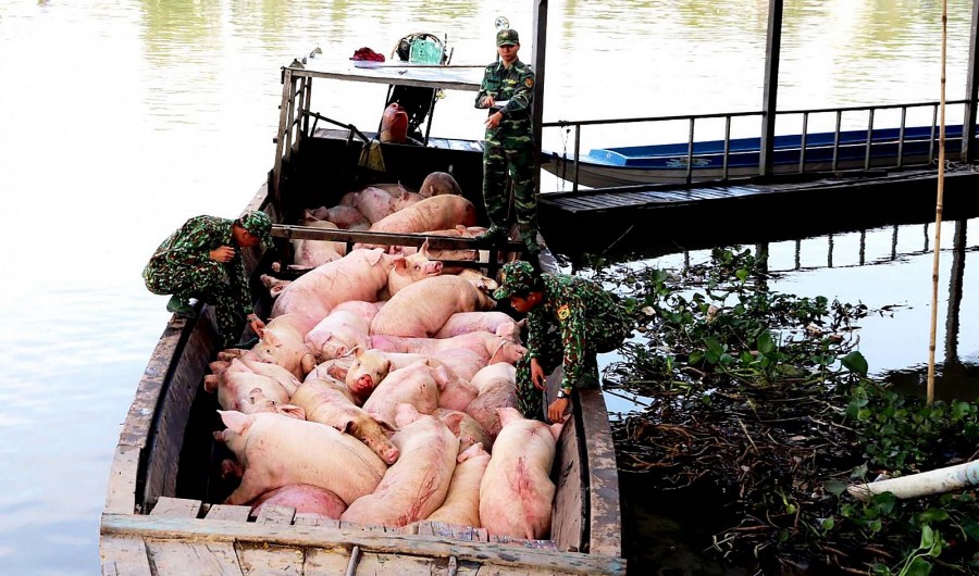 Lực lượng BĐBP tỉnh An Giang bắt giữ số lượng lớn heo nhập lậu từ Campuchia về Việt Nam tiêu thụ (ảnh Thúy An báo Cần Thơ)