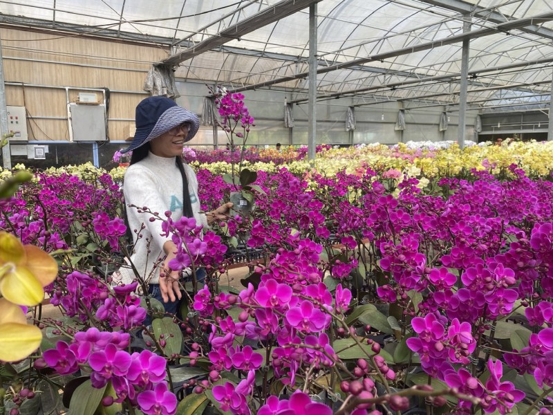 Lâm Đồng: Thị trường hoa lan Hồ Điệp tấp lập vào mùa Tết