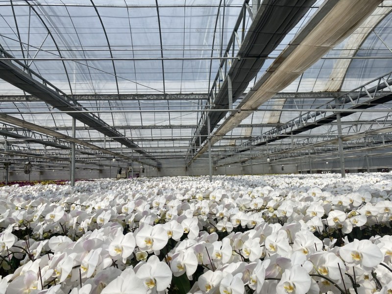 Lâm Đồng: Thị trường hoa lan hồ điệp tấp lập vào mùa Tết