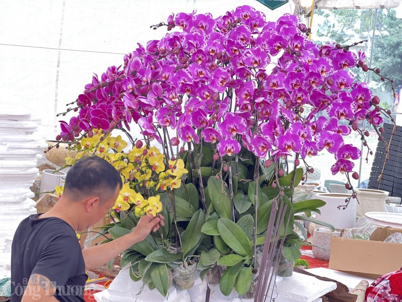 Thị trường hoa lan Tết:  Hoa đẹp rực rỡ nhưng vắng khách mua