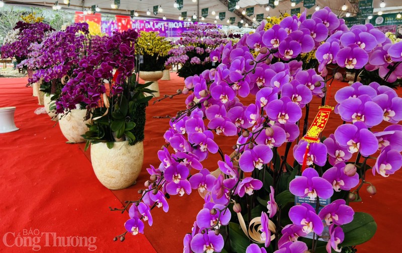 Thị trường hoa lan Tết:  Hoa đẹp rực rỡ nhưng vắng khách mua