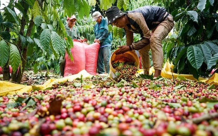 Gián đoạn chuỗi cung ứng, giá cà phê xuất khẩu tiếp tục đi lên mức cao nhất