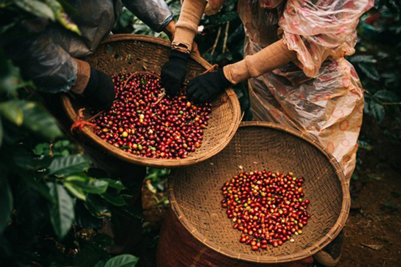 Lo ngại thiếu hụt nguồn cung từ Việt Nam, giá cà phê xuất khẩu phục hồi về mức cao nhất