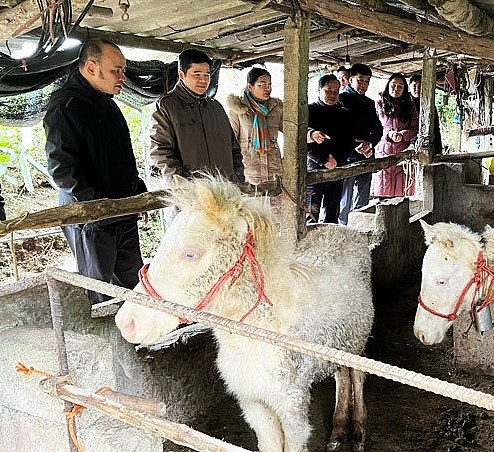 Sở Nông nghiệp và Phát triển nông thôn Lạng Sơn nói gì về hàng trăm con gia súc bị chết rét?