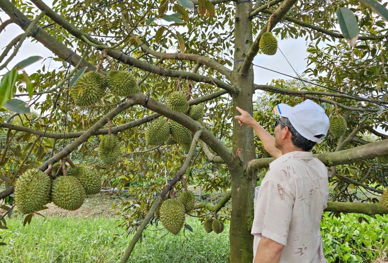 Với sầu riêng còn lại trên cây, nhà vườn ở tỉnh Tiền Giang tiếp tục chăm sóc, hy vọng đợt thu hoạch sau Tết vẫn bán được giá cao.