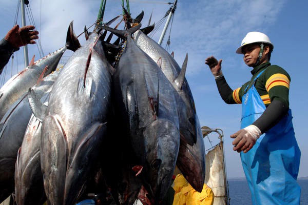 Xuất khẩu cá ngừ của Việt Nam tăng nhẹ tháng cuối năm