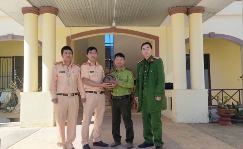 Lâm Đồng: Bàn giao 1 cá thể Tê tê cho Kiểm lâm chăm sóc, thả về môi trường tự nhiên