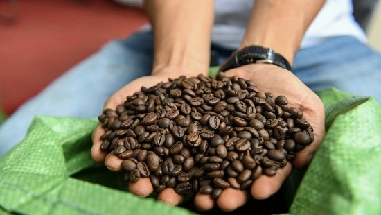 Giá cà phê hôm nay, 29/1/2024: Giá cà phê trong nước lập đỉnh mới