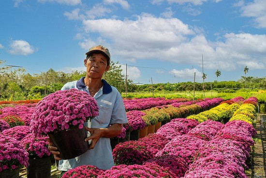 Nhiều loại hoa mới sẽ xuất hiện tại Chợ hoa Xuân Bình Điền Tết Giáp Thìn 2024