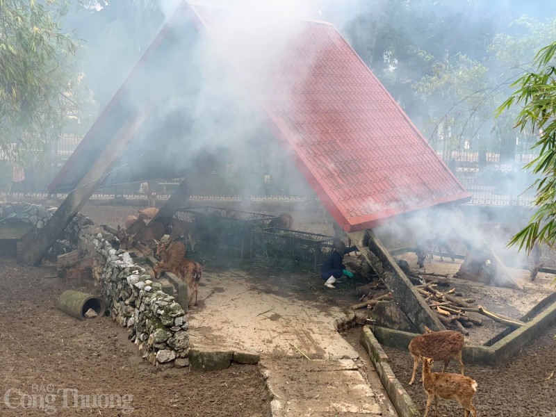 Mục sở thị Vườn thú Hà Nội đốt lửa, căng bạt chống rét cho động vật