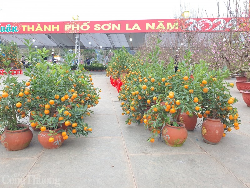 Rộn ràng chợ hoa Xuân giữa lòng thành phố Sơn La