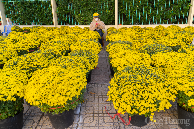 Khánh Hòa: Hoa Tết thiêu thụ chậm, nhà vườn loay hoay tìm đầu ra