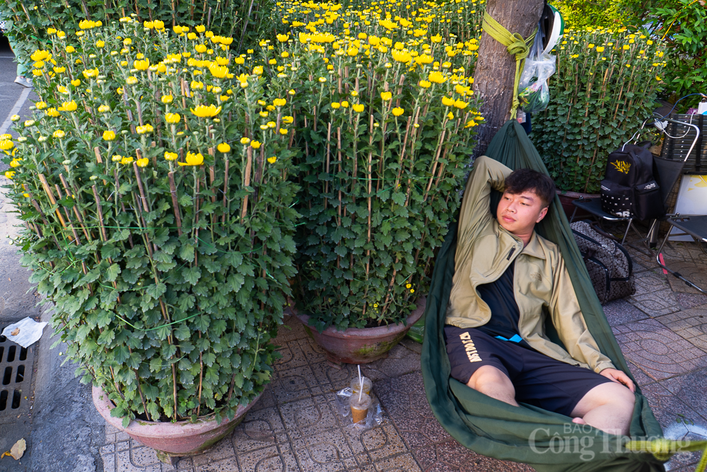 Khánh Hòa: Hoa tết thiêu thụ chậm, gỡ khó bằng bán online