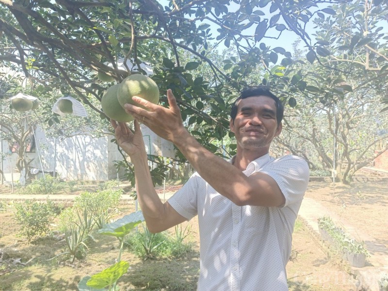 Bình Dương: Để hương bưởi Bạch Đằng mãi bay xa...