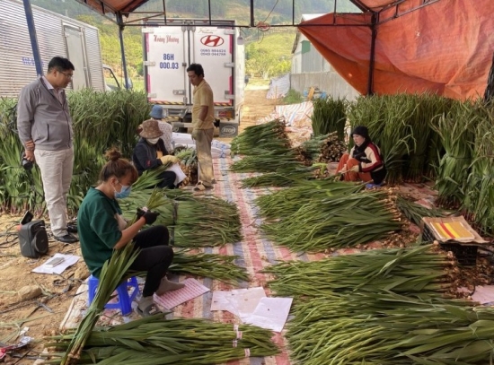 Lâm Đồng: Thị trường hoa Tết trầm lắng, nông dân Đà Lạt thấp thỏm