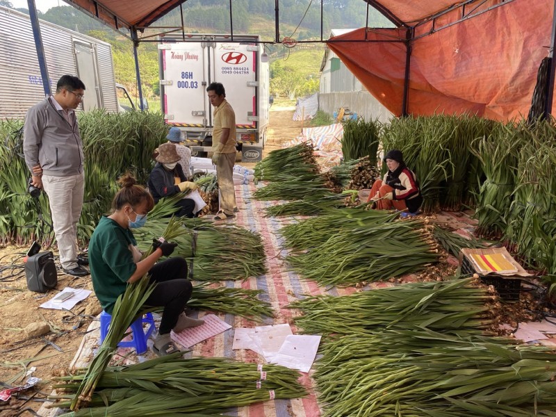 Lâm Đồng: Thị trường hoa Tết trầm lắng, nông dân Đà Lạt thấp thỏm