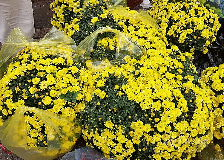 Chậu hoa cúc vàng có giá 150 nghìn đồng.