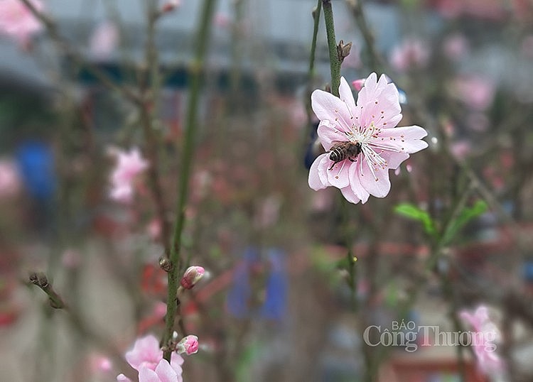Hà Nội: Nhộn nhịp chợ hoa Xuân ngày 25 Tết