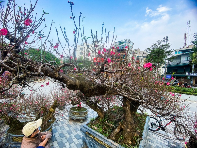 Mãn nhãn cây đào “nổi tiếng” làng Nhật Tân, giá cho thuê cao ngất ngưởng