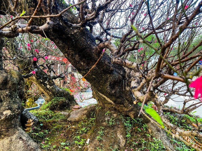 Mãn nhãn cây đào “nổi tiếng” làng Nhật Tân, giá cho thuê cao ngất ngưởng