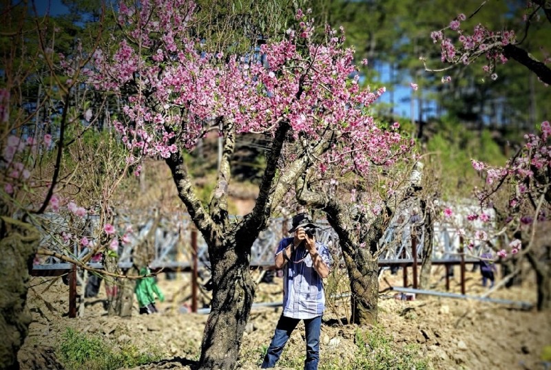Đẹp ngỡ ngành bởi vườn Đào cổ thụ Tây Bắc gần 100 năm tuổi tại Lâm Đồng