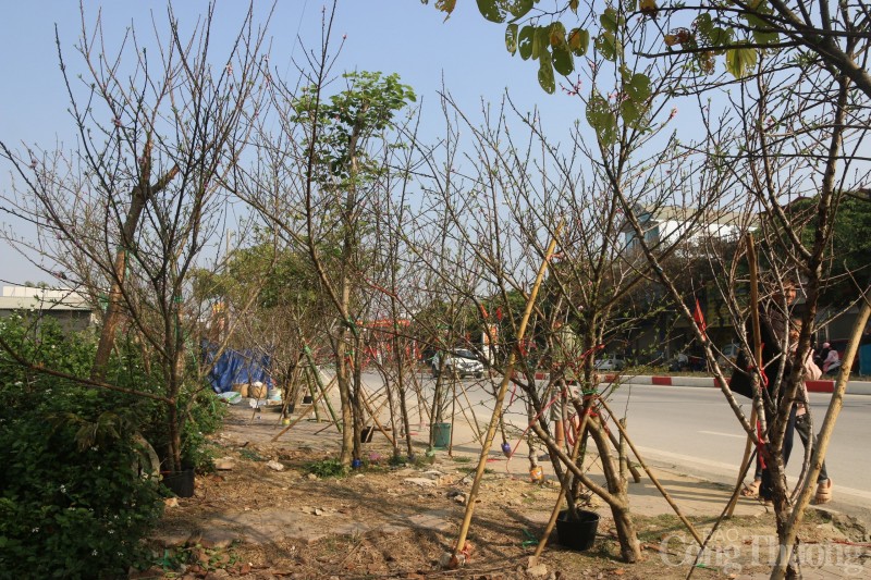 Điện Biên: La liệt đào rừng không có người mua