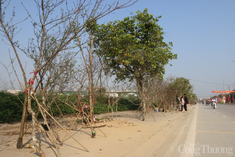 Điện Biên: La liệt đào rừng không có người mua
