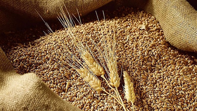 Năm 2023, nhập khẩu lúa mì từ Canada tăng trưởng bốn chữ số