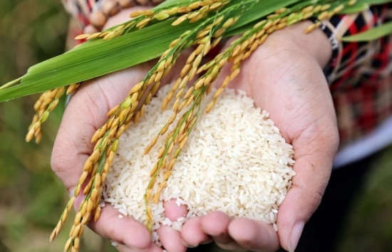 Con đường mới của lúa gạo Việt Nam