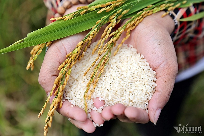 Theo Bộ trưởng Lê Minh Hoan, con đường lúa gạo không chỉ dừng ở hạt gạo. Tích hợp đa giá trị, chúng ta bán cả gói sản phẩm từ gạo, đó là đích đến của gạo Việt Nam (Ảnh: Trần Công Đạt)