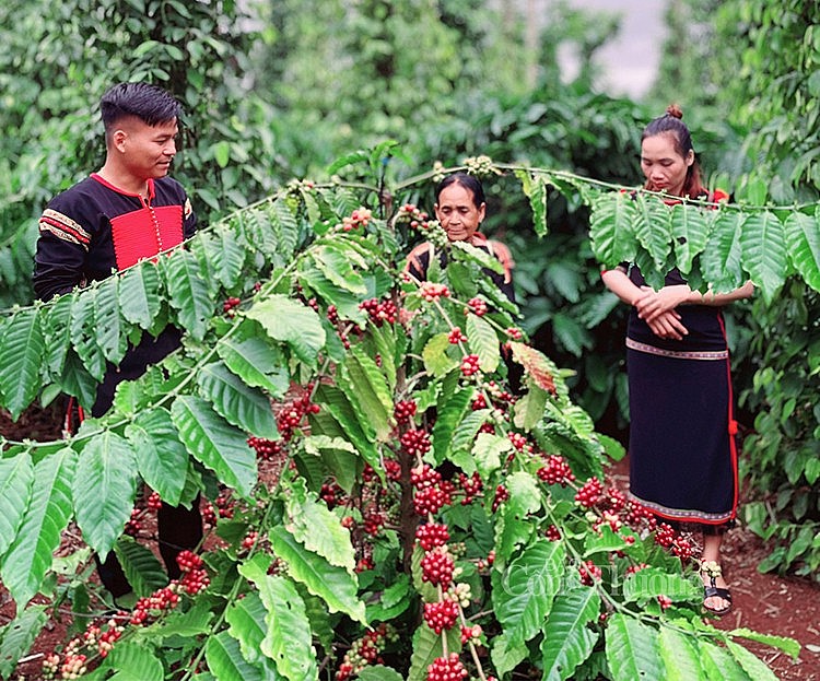 Y Pốt Niê vận động bà con trong buôn chuyển đổi hình thức canh tác sản xuất cà phê sạch