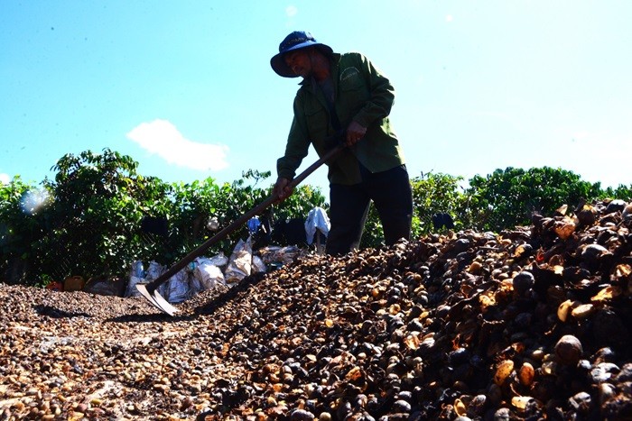 Số liệu xuất khẩu tích cực từ Brazil đã tạo áp lực kép lên giá cà phê xuất khẩu