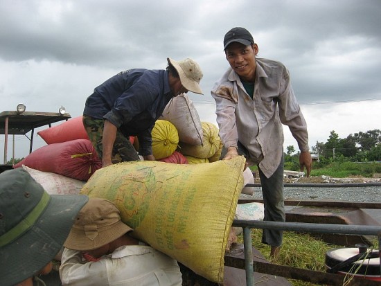Gạo Việt dịp Tết vẫn giữ giá cao, gạo Thái giảm giá mạnh
