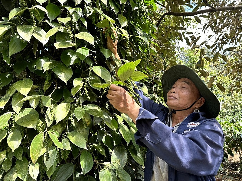 Khởi đầu thuận lợi, xuất khẩu cà phê kỳ vọng thắng lớn trong 2024