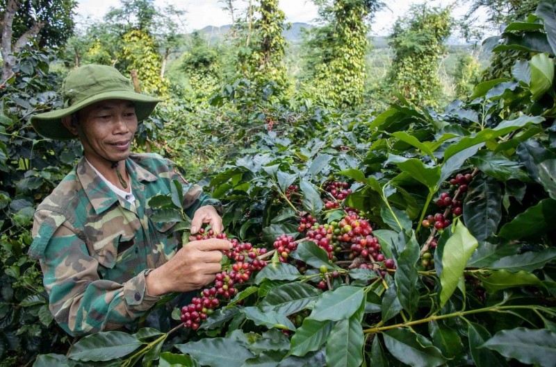 Khởi đầu thuận lợi, xuất khẩu cà phê kỳ vọng thắng lớn trong 2024
