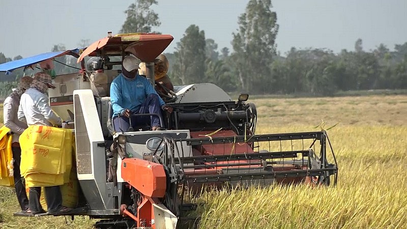 Gạo Việt trở lại đường đua sau Tết, giá xuất khẩu bắt đầu tăng