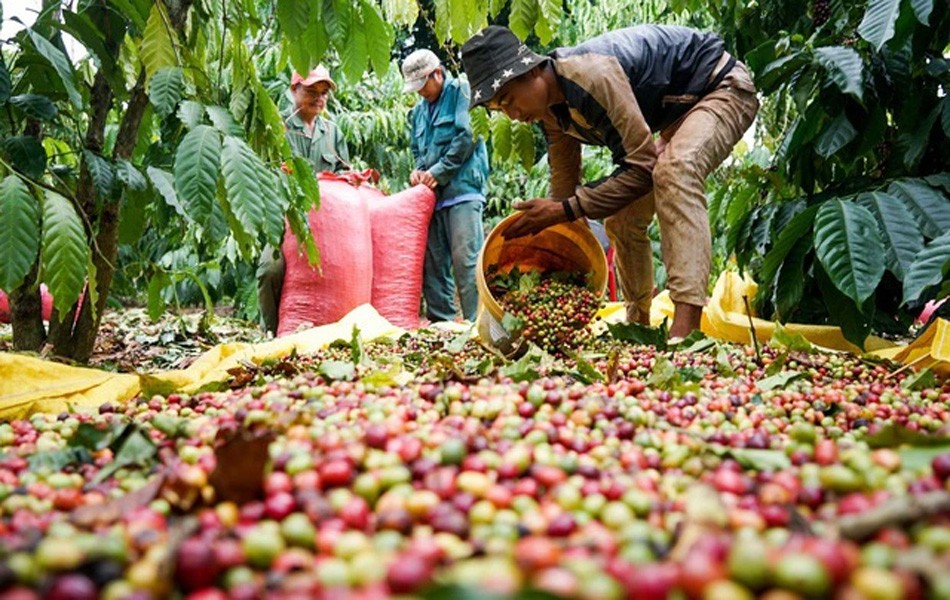 Số liệu xuất khẩu tích cực từ Brazil tạo sức ép lên giá cà phê xuất khẩu