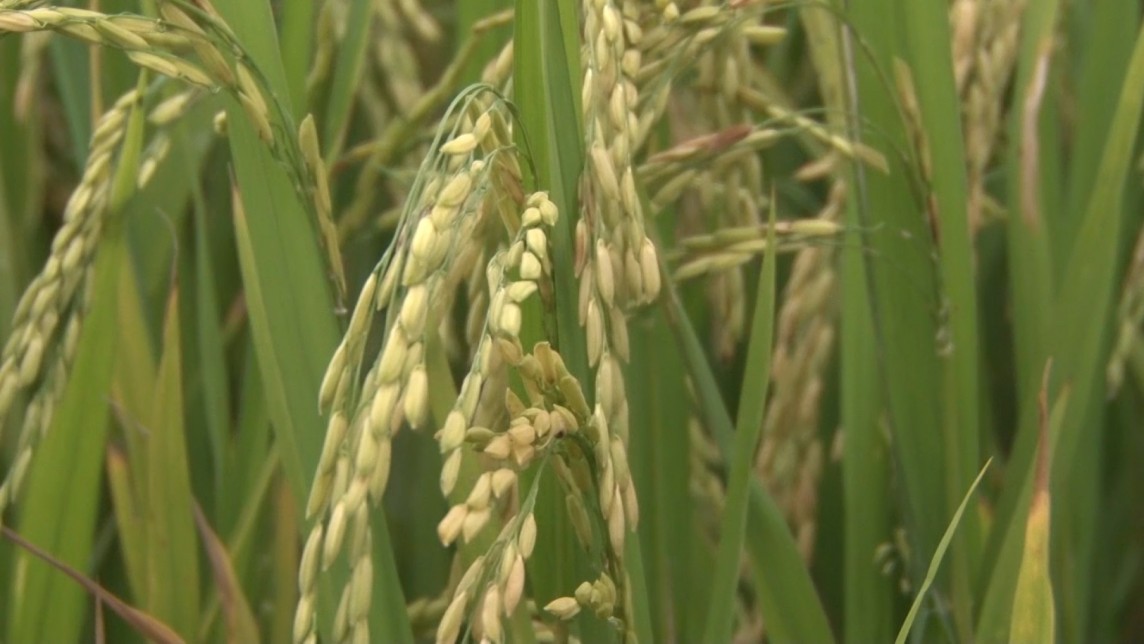 Vì sao Thái Lan kêu gọi nông dân trồng bí ngô, đậu phộng... thay lúa