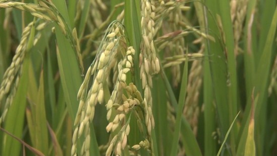 Vì sao Thái Lan kêu gọi nông dân trồng bí ngô, đậu phộng... thay lúa