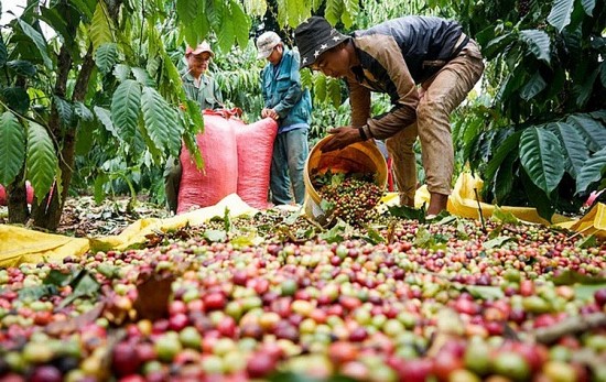Bất chấp nguồn cung cải thiện, giá cà phê xuất khẩu vẫn tăng so với tham chiếu
