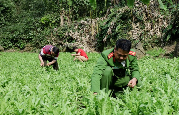 Lạng Sơn: Triệt phá tụ điểm trồng 3.800 cây thuốc phiện giữa rừng sâu