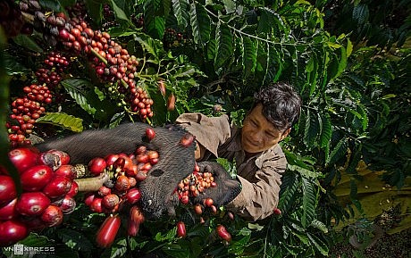 Quý I/2024, xuất khẩu cà phê thu về 1,9 tỷ USD
