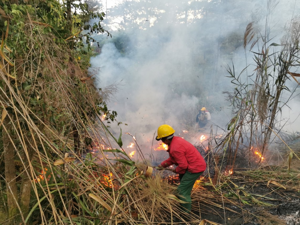 Lâm Đồng: Cháy rừng thông trong khu du lịch quốc gia hồ Tuyền Lâm Đà Lạt