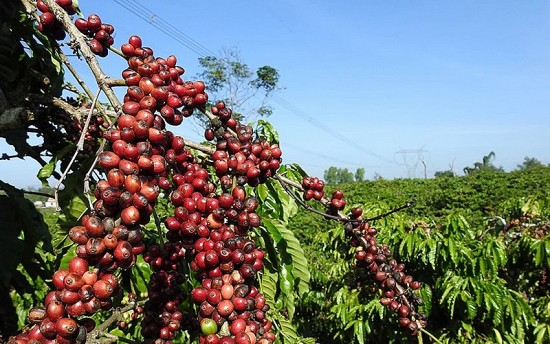 Sức ép tồn kho tăng lên, giá cà phê xuất khẩu tiếp tục đi xuống