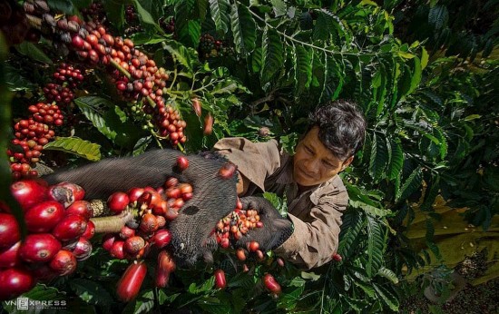 Giá cà phê hôm nay, 28/2/2024: Giá cà phê trong nước ở mốc 82.000 đồng/kg