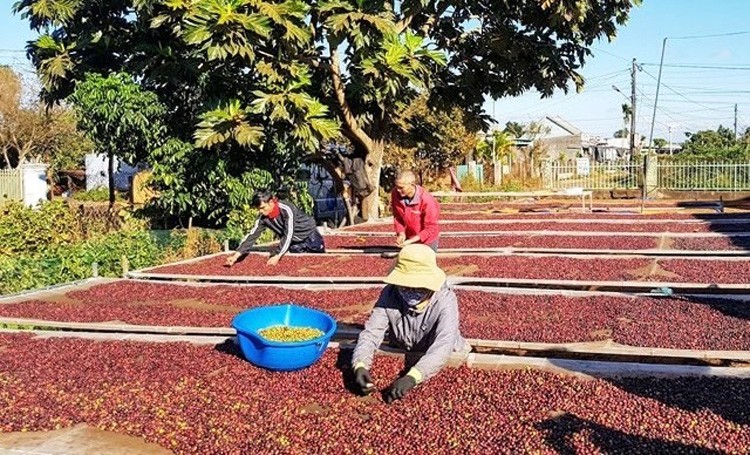 Giá cà phê xuất khẩu đạt gần 3.100 USD/tấn, tăng tới 43%
